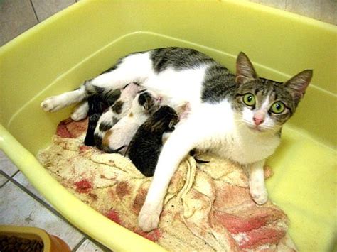 母貓生小貓 小三是媽媽